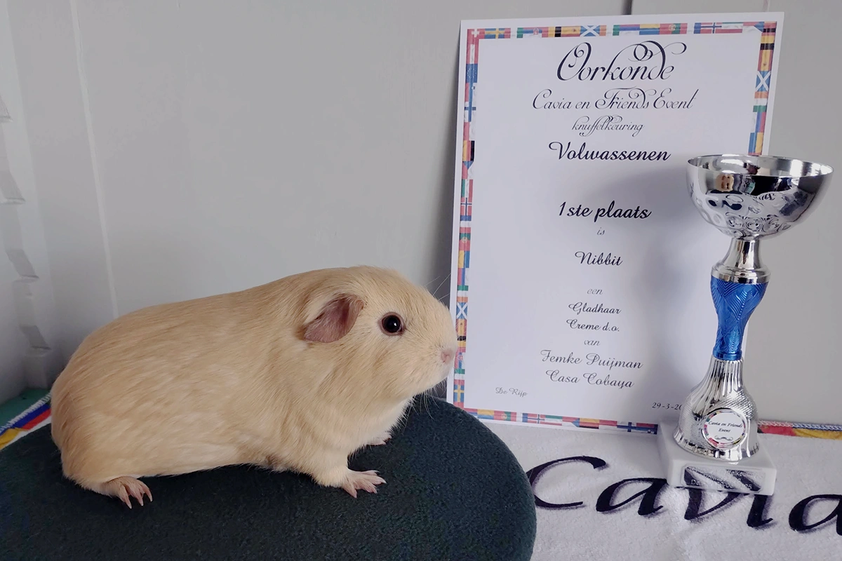 Nibbit - 1e plaats - Knuffelkeuring - Knuffelkampioen caviashow de Rijp 2025 - cavia en friends