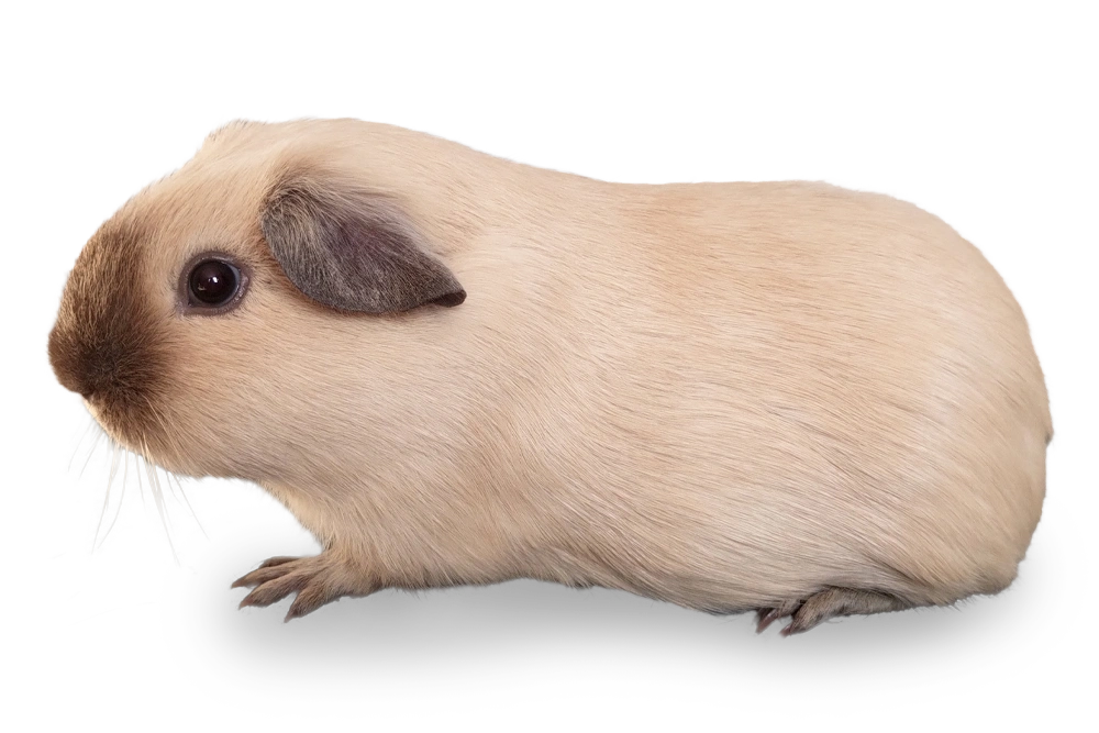 Cavia beer - Mambo - Crème californian choco