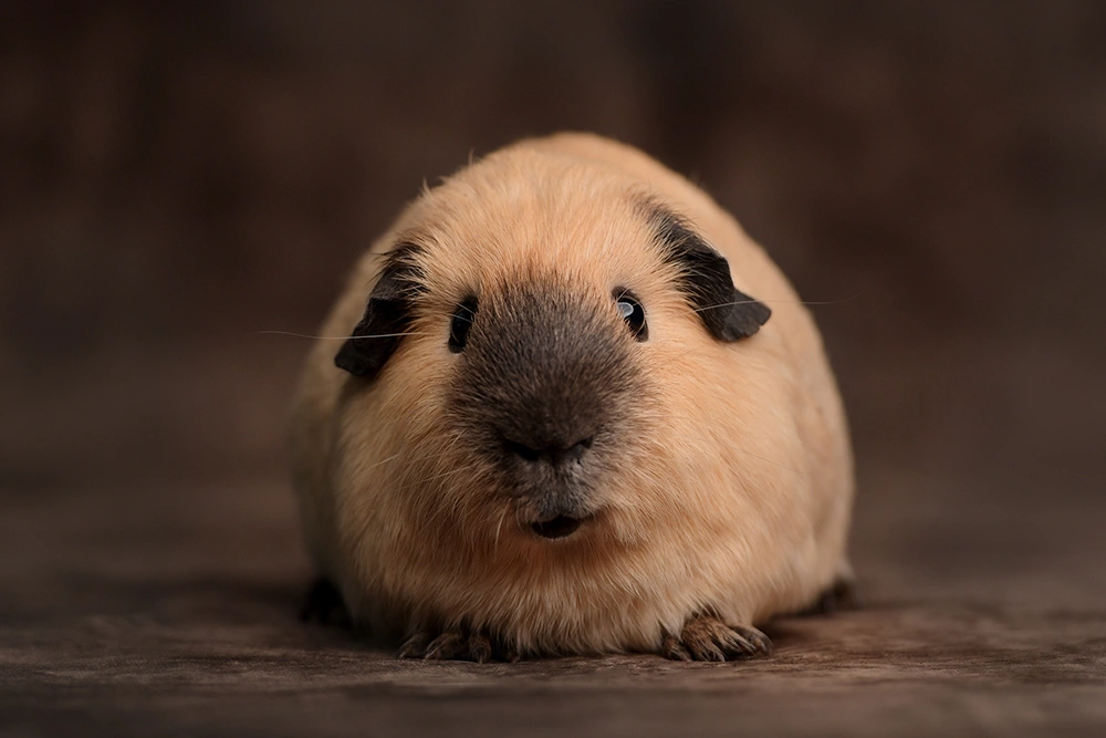 Cavia - Creme Californian zwart - beer - Pinky