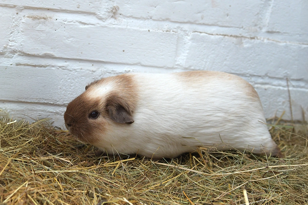 Cavia - Wit Californian choco - zeug - Panda