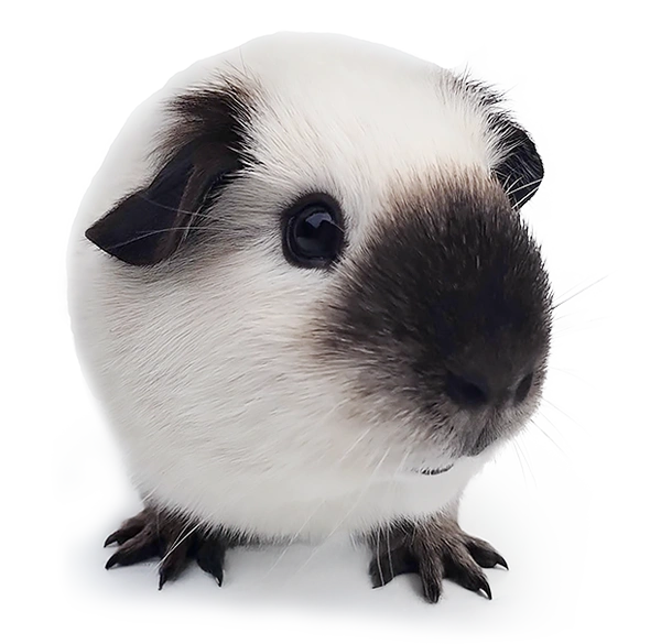Cavia - Caviastal Casa Cobaya. Wit Californian zwart