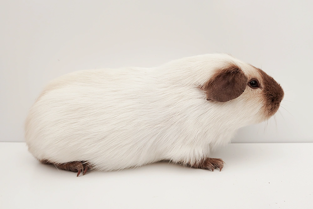 Cavia - Wit Californian choco - beer - Bueno