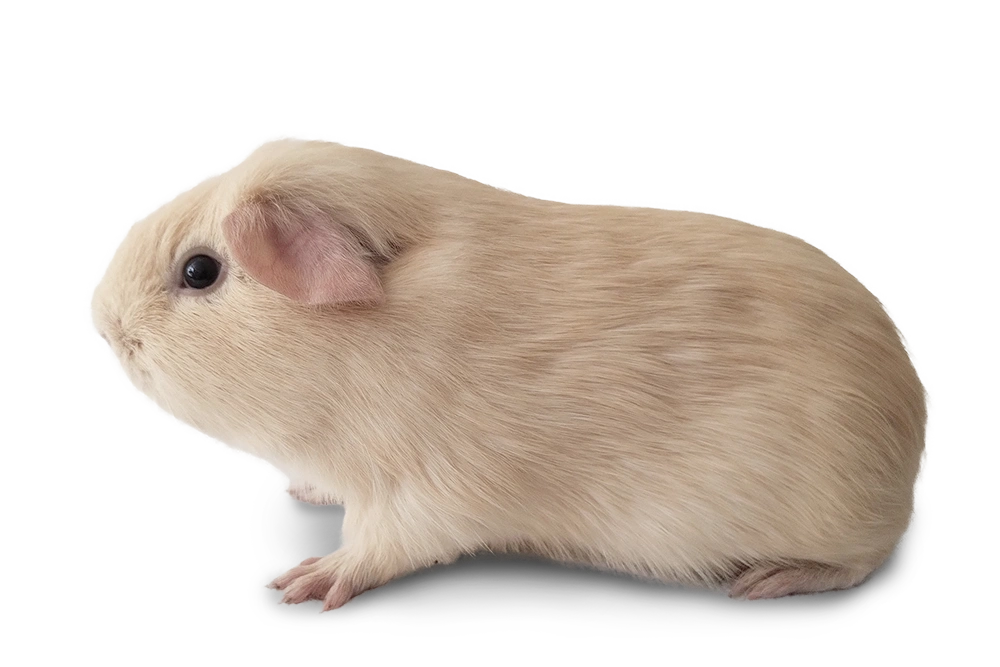 Cavia beer Gerrit