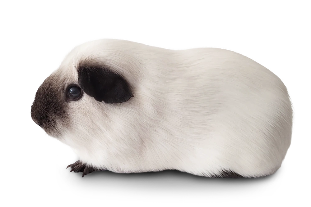 Cavia beer Mistral - Wit californian zwart
