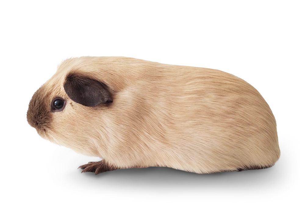 Cavia beer Mambo - Creme californian choco