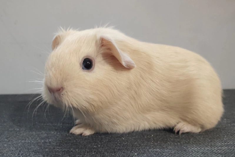 Cavia beertje Bolide, uit Frankrijk