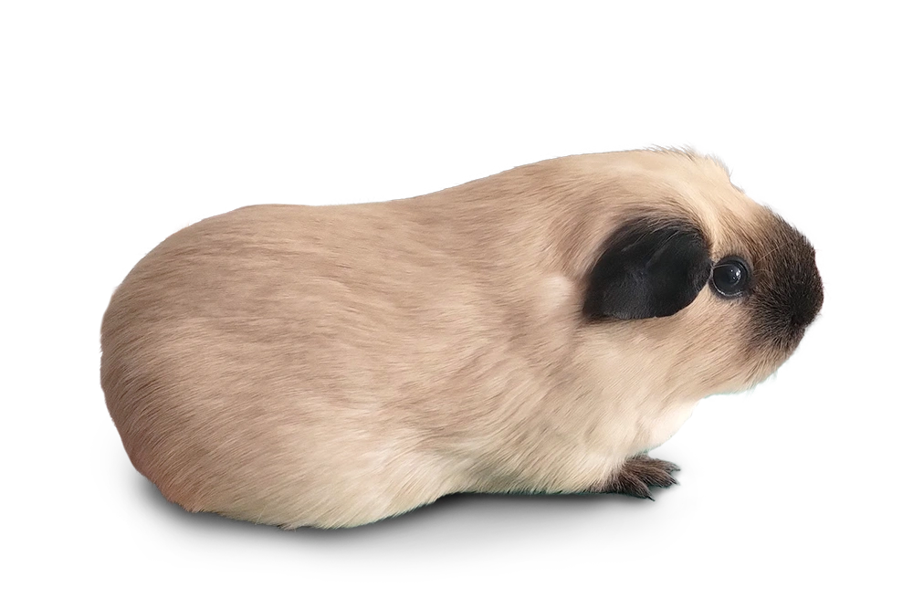 Cavia zeug Isa - Crème Californian zwart