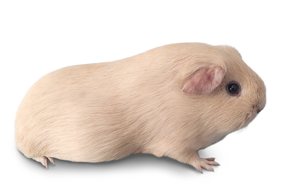 Casa Cobaya - Cavia crème zeug Nibbit