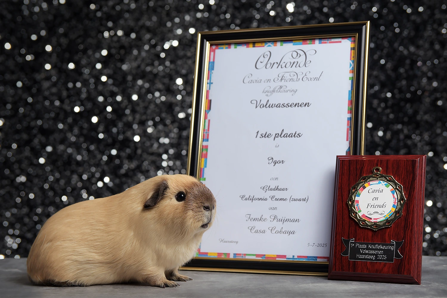 Igor - 1e plaats Knuffelkeuring - Cavia en Friends show Haarsteeg 2025
