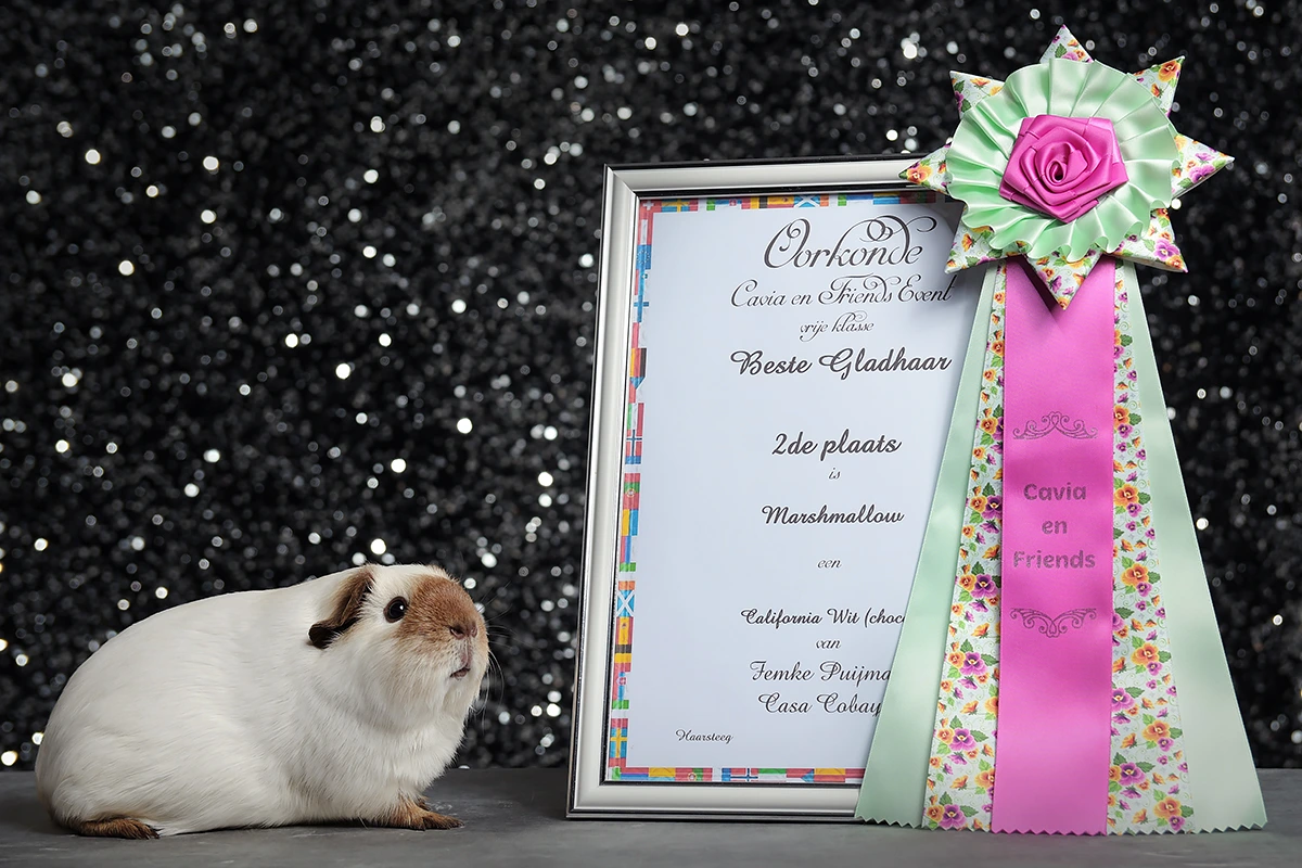 Marshmallow - 2e plaats Beste Gladhaar - Vrije klasse