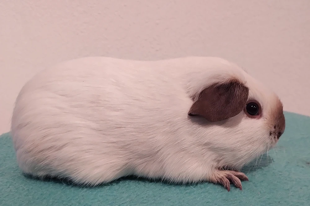 Casa Cobaya - Nebula - Wit cali choco