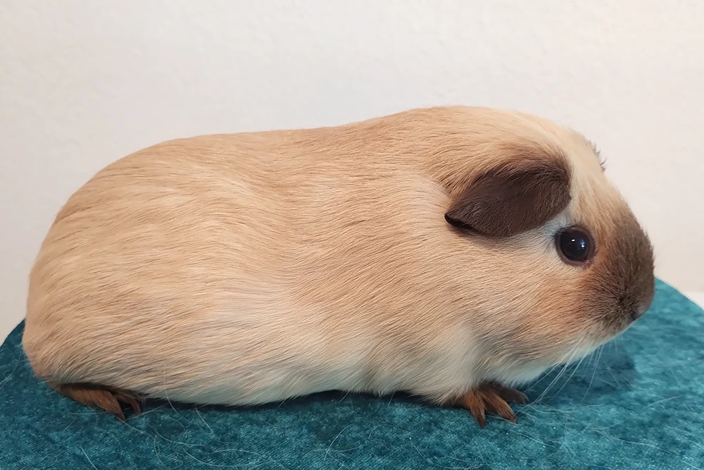 Casa Cobaya - Jupiter - Creme californian choco