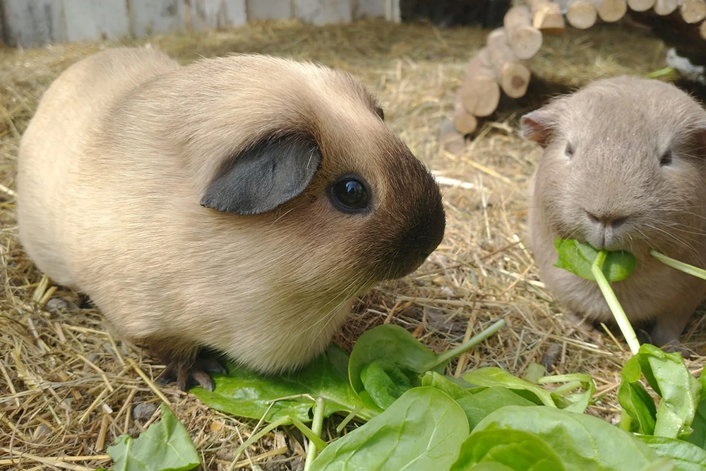 Gepensioneerde cavia's