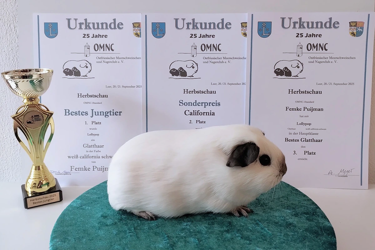 Lollypop wint "Beste jongdier in show" tijdens de 2025 OMNC Herfstshow in Leer (Duitsland).